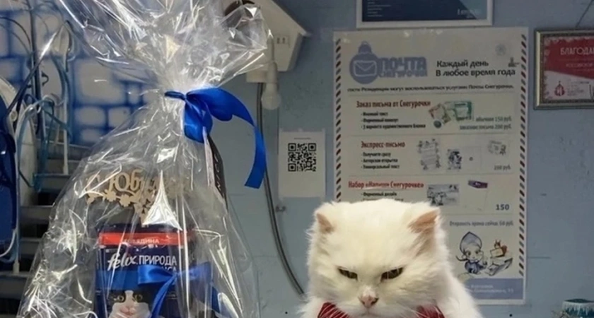 Любимого кота костромской Снегурочки отправили на пенсию