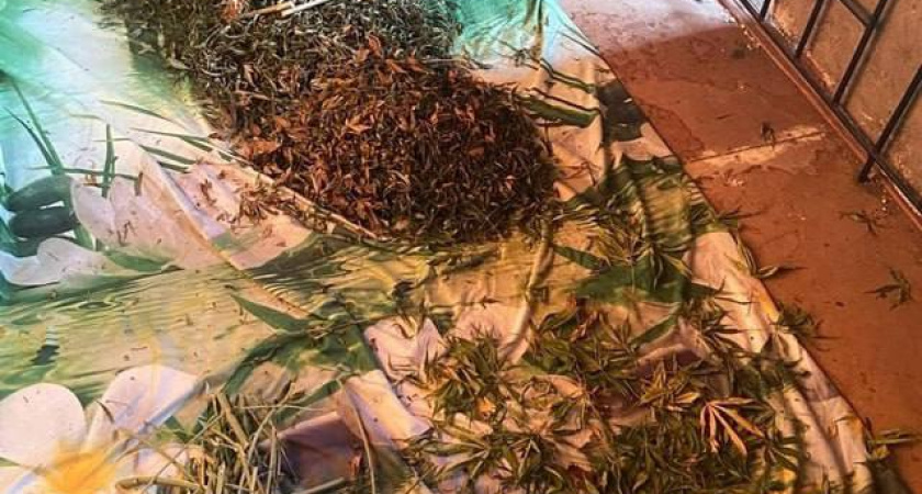 Неопытный ботаник: 41-летний костромич не знал, что вырастет из найденных семян