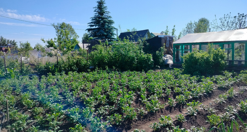 Использование ботвы от картошки и помидоров: не сжигайте ни в коем случае — полезные способы утилизации