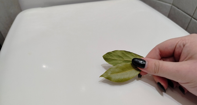 Беру колготки и лавровый лист: туалет свежее воздуха в горах - удивительный совет от опытных хозяек