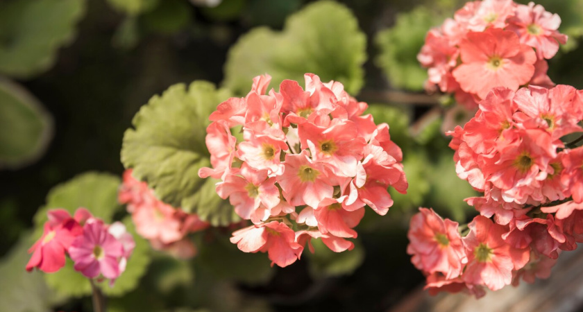 Самый популярный домашний цветок, оказывается, приносит в дом несчастье и раздоры