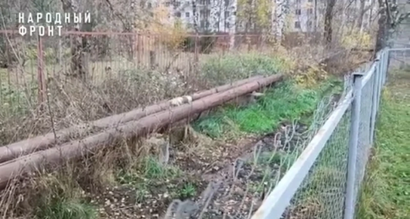 В Костроме площадка для выгула собак утонула в кипятке