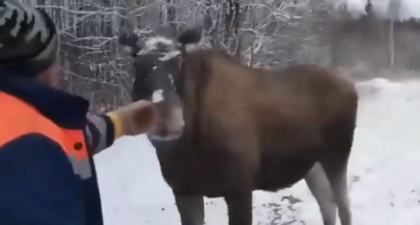 В Вохме лось пришел на участок к местным жителям