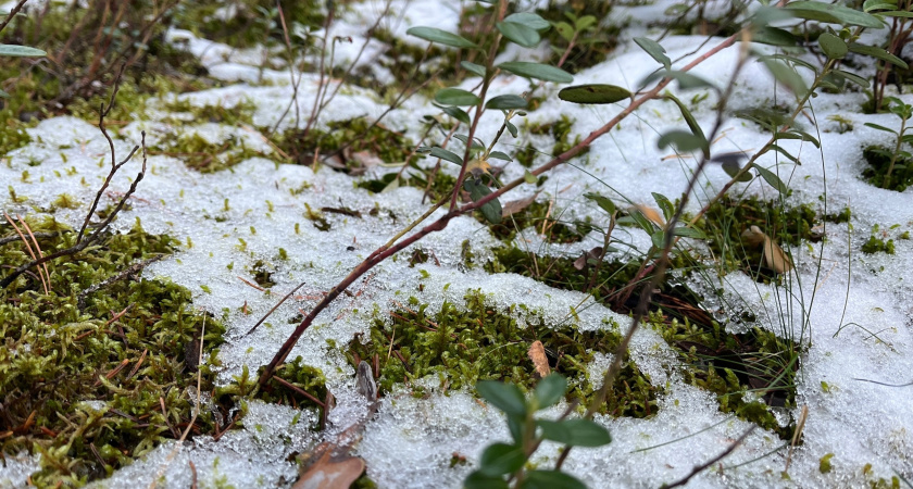 В ноябре опытные дачники бегут на участок: 3 срочных дела, которые нужно выполнить с первым снегом