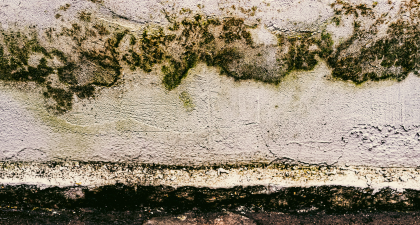 Плесень уйдет навсегда: смешайте два 2 средства – смелое решение мудрых хозяек