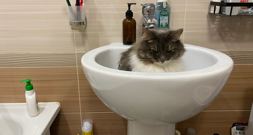 Указ уже подписан: с 11 ноября штраф 700 рублей за каждый день для владельцев квартир с ванной