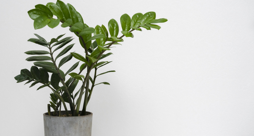 Делаем настой из 2 цитрусов – и замиокулькас дает мощный рост: полезная подкормка без усилий и лишних трат