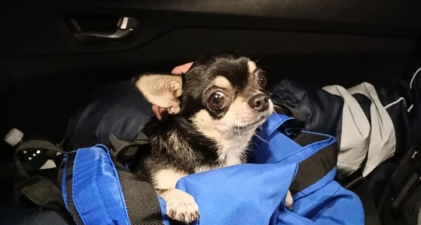 В Костроме на ночной трассе полицейский спасли чихуахуа