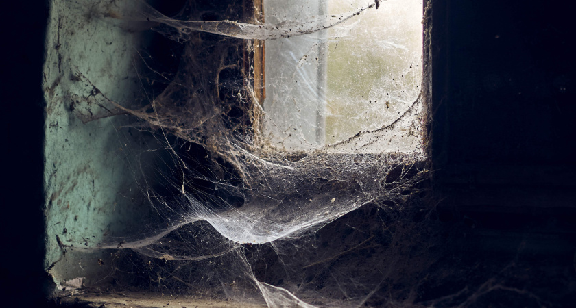 Один «пшик» - и пауки мигом сбегут: вот как избавиться от нежелательного соседства – понадобится 1 трава