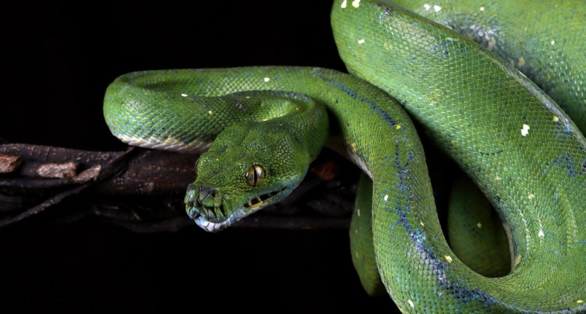 Зеленая Деревянная Змея вручит лучшие дары: какие аксессуары стоит надеть на Новый год-2025 — приручите счастье и деньги