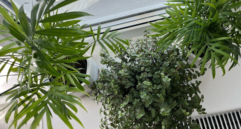 Посадила дома Спатифиллум, воздух стал чистый, как в горах - дышать легче всем домашным