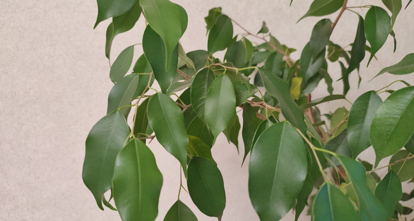 2 ложки в воду – и фикус Бенджамина растет как на дрожжах: поливайте этим растение 1 раз в месяц