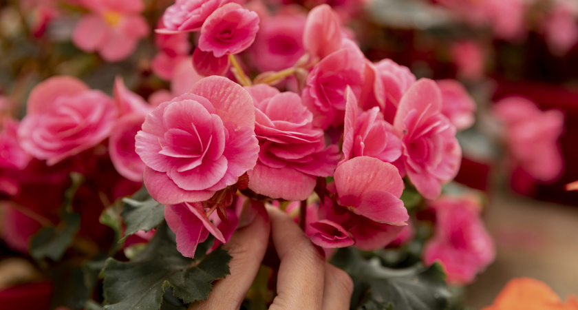 Бегония зацветет пышнее прежнего: система 3 ложек стимулирует даже чахлое растение