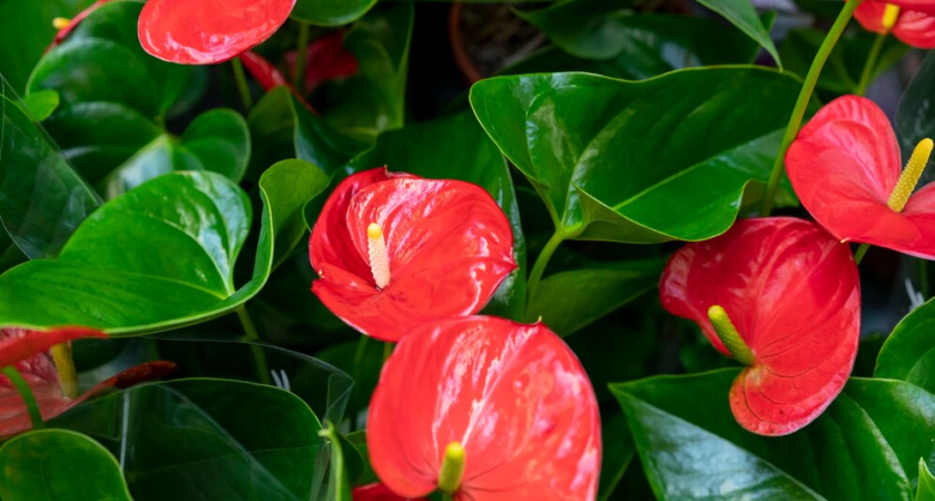 Даже чахлый антуриум зацветет как не в себя: «мусорная» подкормка для «мужского счастья»