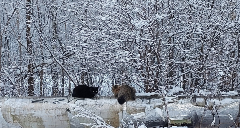 Такой зимы не было почти четверть века: синоптики дали прогноз — готовьтесь к жестким морозам