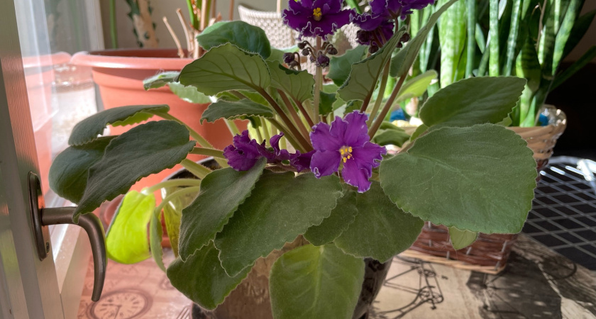 Фиалки цветут всю зиму: вот какая дармовая подкормка вернет здоровье даже чахлому растению