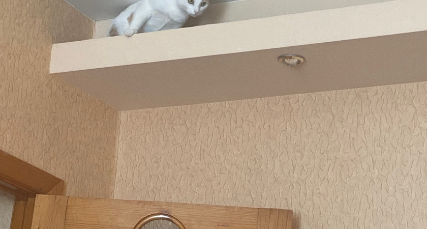 Найди кота: 3 визуальные головоломки, которые держат в страхе весь мир