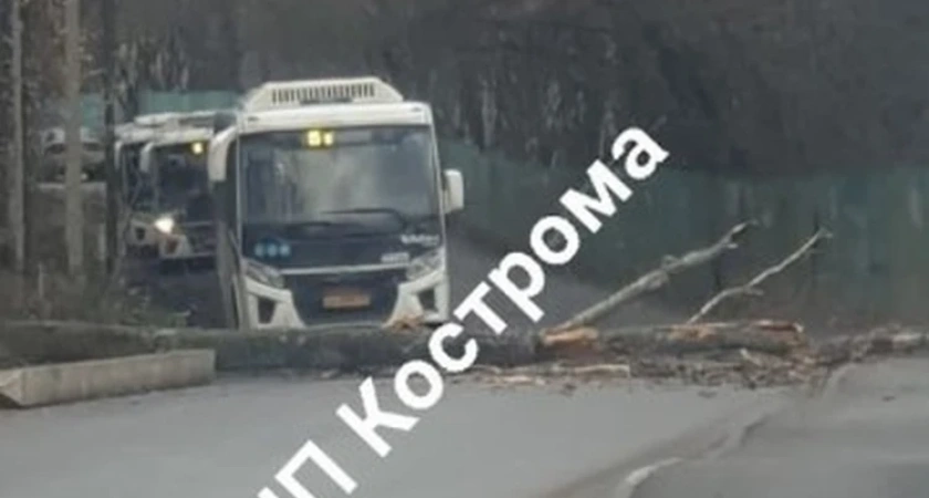 В Костроме упавшее дерево преградило дорогу автобусу