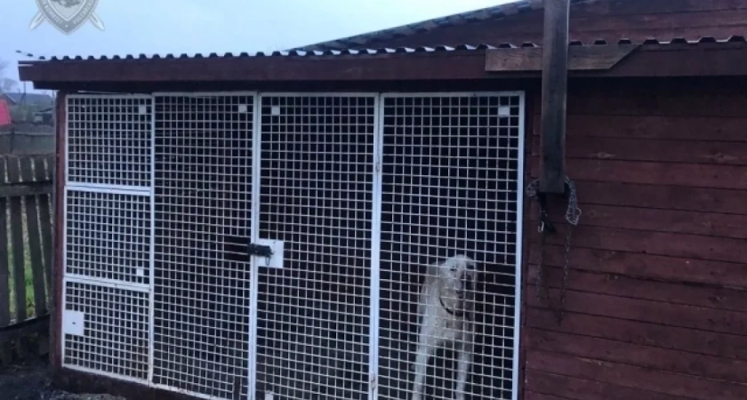 Штраф 900 тысяч рублей и исправительные работы: в Костромской области вынесли приговор хозяину алабая, напавшего на ребенка