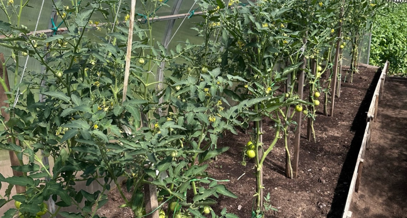 Даст тонны урожая даже с маленького участка: этот сорт томатов показывает чудеса плодоношения