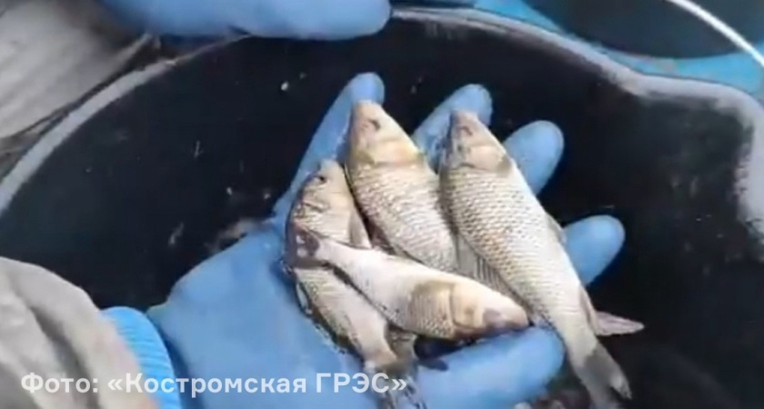 В Костромской области в Волгу выпустили более 5 тонн рыбы