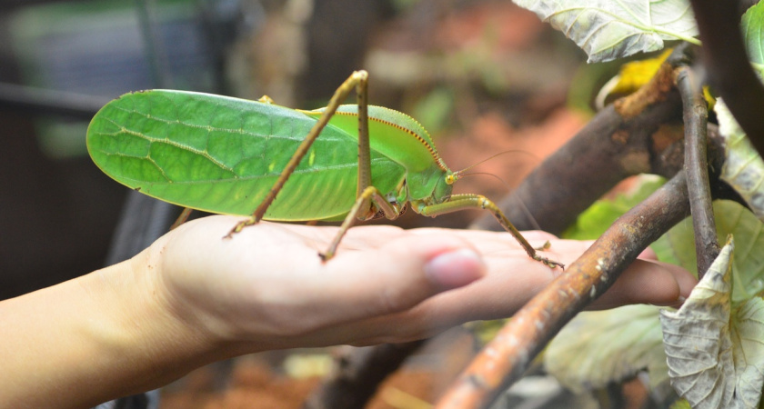 В Костромском экзотариуме гигантский кузнечик напал на сотрудницу