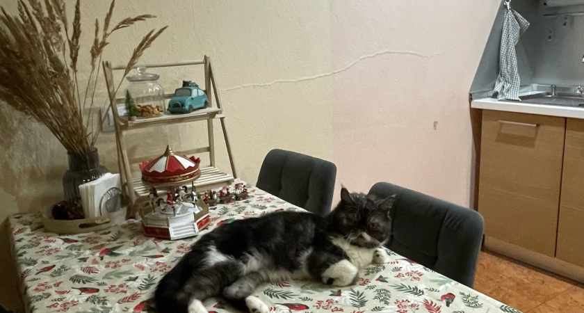 Как избавиться от запаха кошачьей мочи в сапогах: выкидывать не придется – эффективный способ