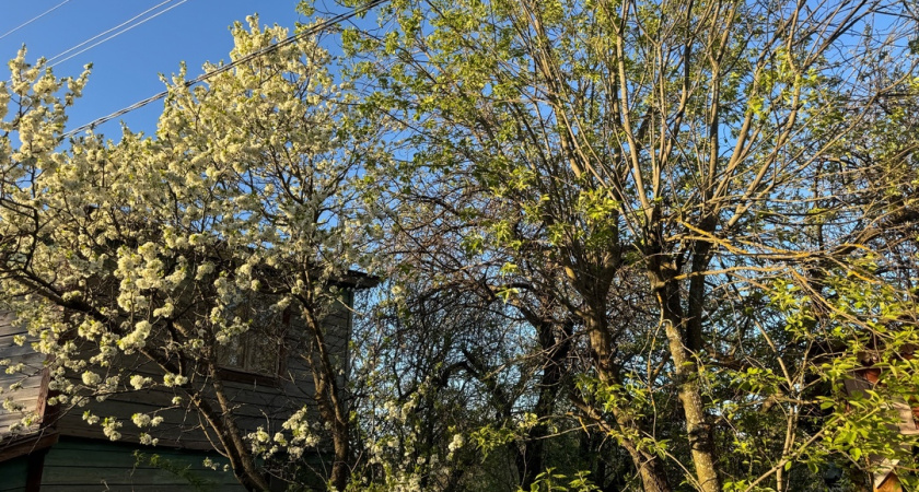 Морозобоины на яблонях – не смертельно: вот как залечить раны – сделайте это вовремя