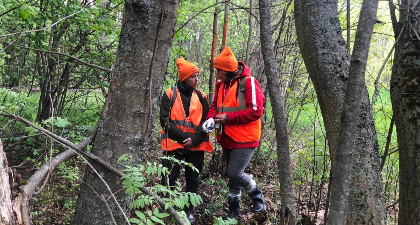 В Костромской области ищут мужчину, который ушел в лес два дня назад