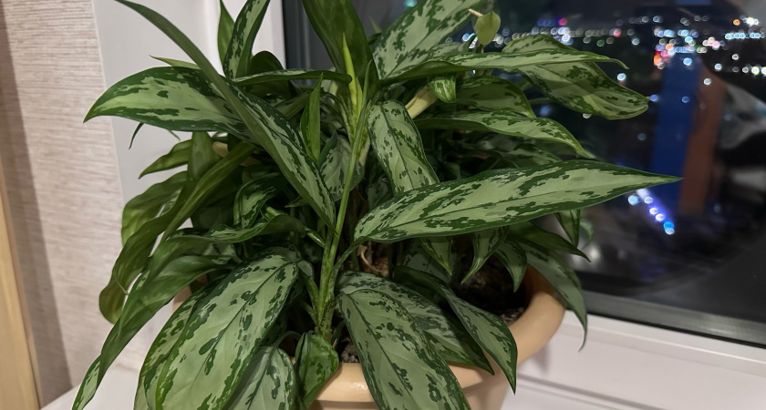 0,5 г на литр воды – спатифиллум цветет просто без остановки: пышная бутонизация обеспечена