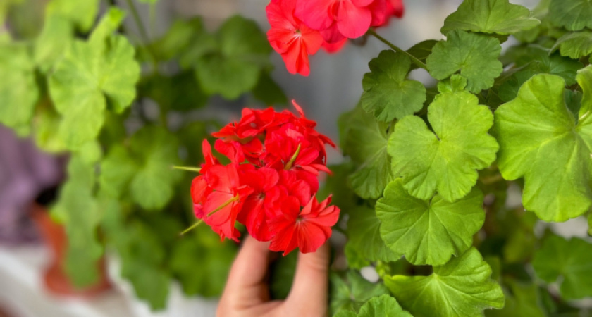 Всего ложка под герань в декабре: оживет и зазеленеет – будет фонтанировать цветами как бешеная