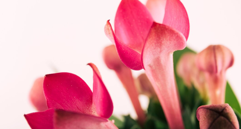 1 ложка в горшок – и декабрист завалит цветами: бутонизация вовек не прекратится