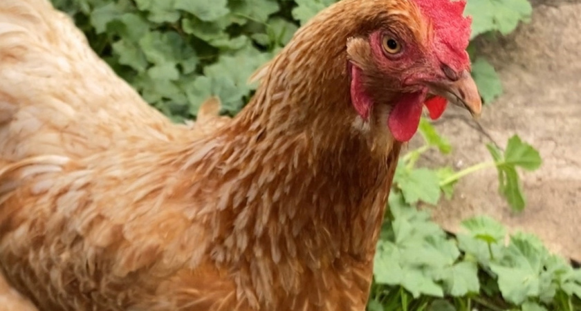 3 натуральные подкормки для кур – нестись будут даже зимой: яйценоскость увеличится в 2 раза