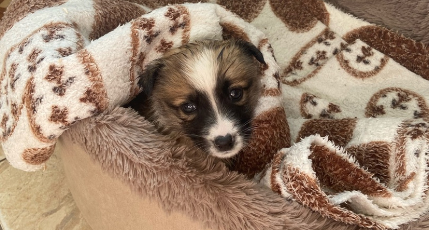 В Госдуме приняли закон о штрафах за несоблюдение правил содержания животных