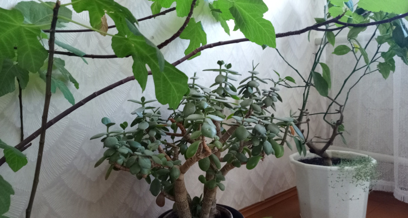 Замиокулькас и орхидеи начнут активно расти: поможет в этом кожура мандаринов – вот как ее использовать