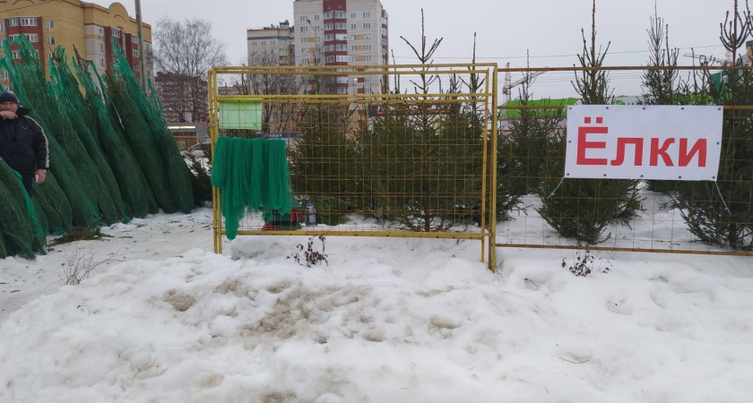 Как сохранить елку до конца зимы: аромат на протяжении нескольких месяцев – ни одна иголка не упадет