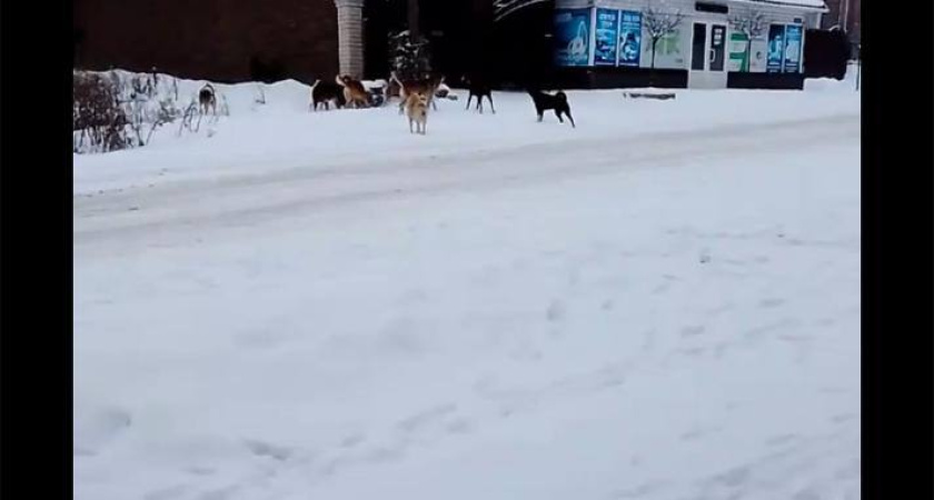 Прокуратура проверит информацию о стае бродячих собак, угрожающих детям в Солигаличе