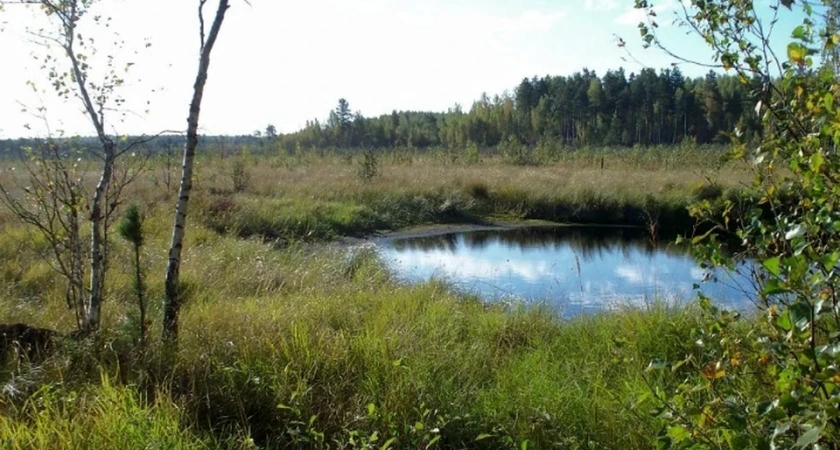 В Костромской области будут охранять два болота