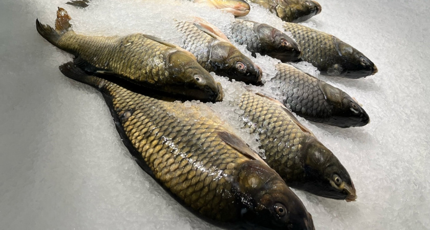 Названа самая полезная рыба: ешьте ее 3 раза в неделю, богата селеном, фосфором и очень хороша на вкус