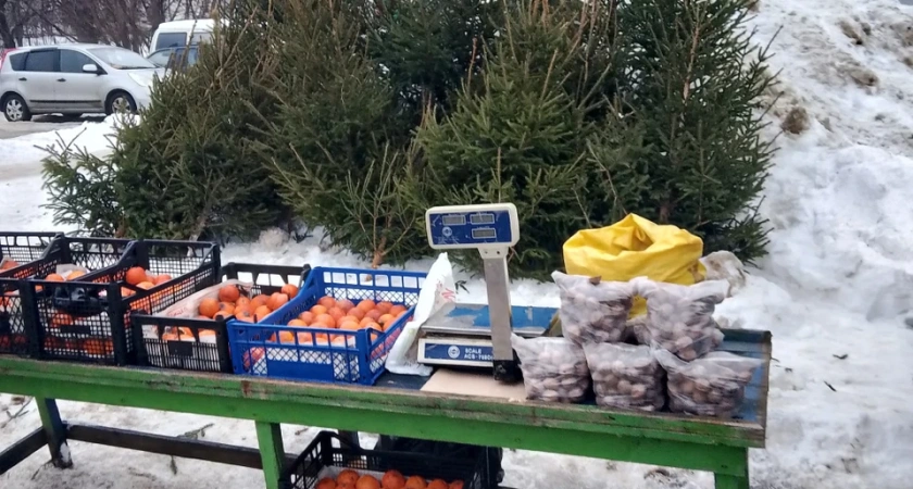 Две точки продажи нелегальных елок были обнаружены в Костроме