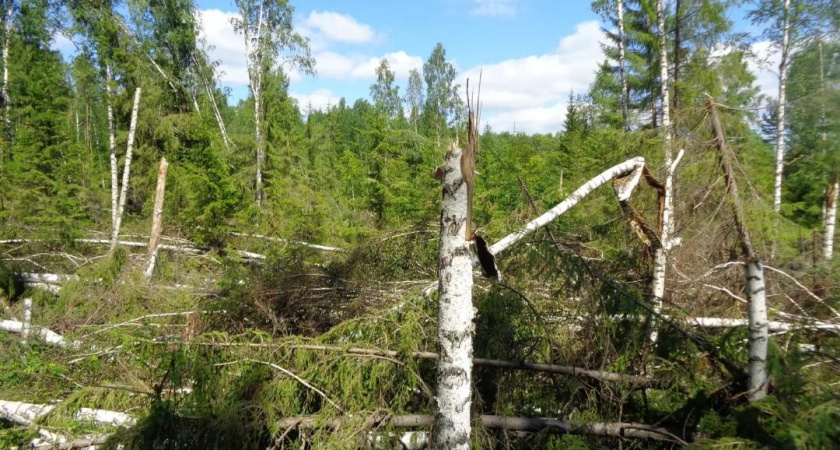 За рубку леса жителю костромской глубинки придётся заплатить около полумиллиона рублей