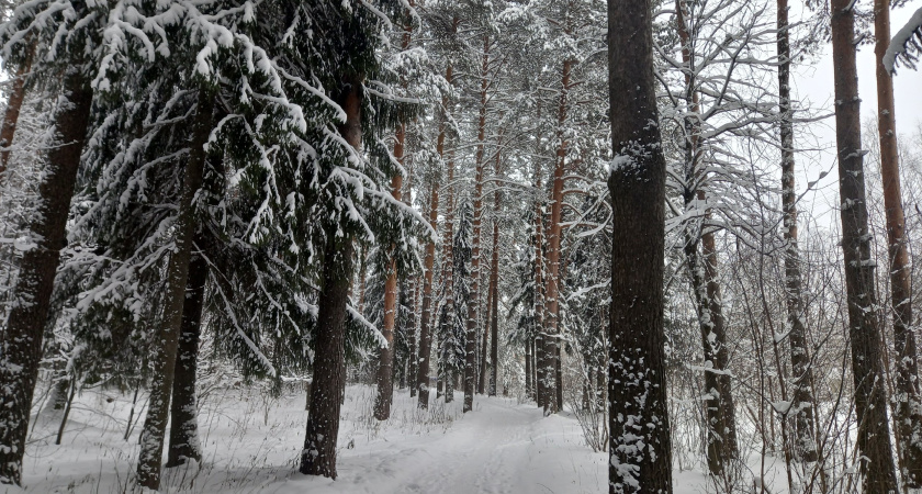 Зима в России полностью отменяется: синоптик Вильфанд рассказал о погоде в январе и феврале этого года
