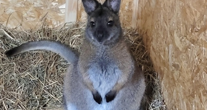 Похищенный кенгуренок Крош из Ярославля переехал в Кострому