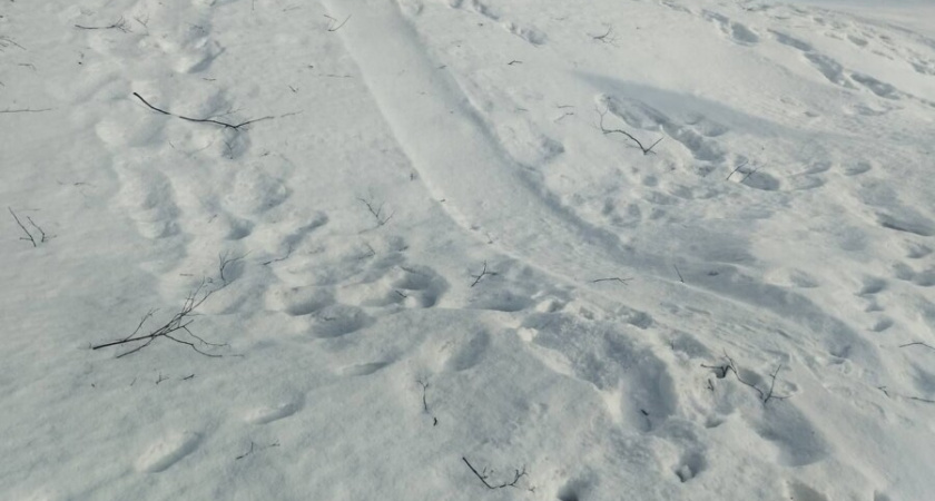 Костромские дети катаются с горок прямо под колеса машин