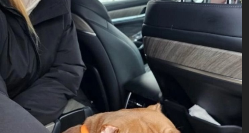 Чудом выжила: в Костроме на Рождество волонтеры нашли собаку, которая пропала в Новый год