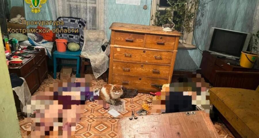 В живых остался только кот: двух человек нашли мертвыми в костромском коттедже