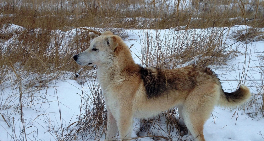 "Помогите нам продержаться": около 300 собак из приюта Костромы могут не выжить этой зимой