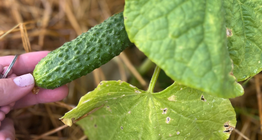 Не сорт, а сказка какая-то: этот ранний огурец выдает плоды пучками день и ночь — вкуснейший среди гибридов