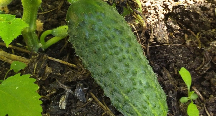 Не сорт, а сказка: этот ранний огурец выдает плоды пучками день и ночь — вкуснейший гибрид
