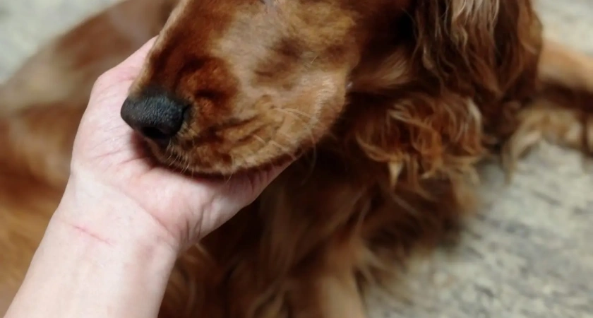 В Костромской области псу выжгли глаза раствором для прочистки труб